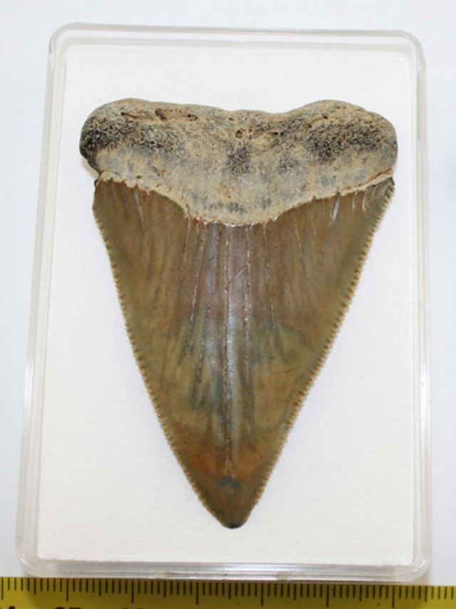 Dent fossile de requin Carcharodon