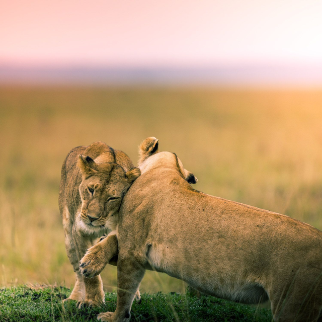 Tirage d'art : Tendresse