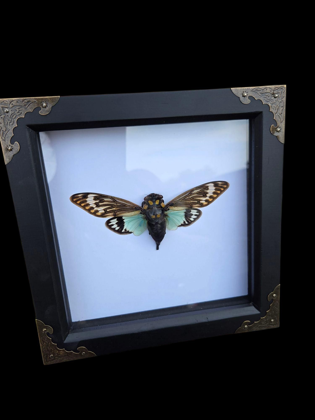 Blue Cicada with vintage corners