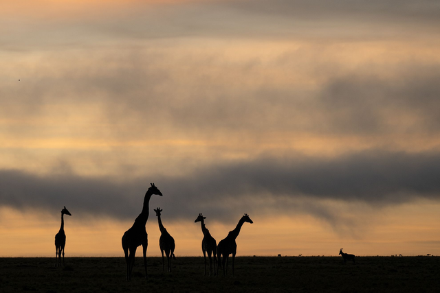 Giraffe all'alba Stampa Fine-Art su carta cotone Hahnemūhle Photo Rag Ultra Smooth 305 gr montata su pannello piuma spessore 15 mm