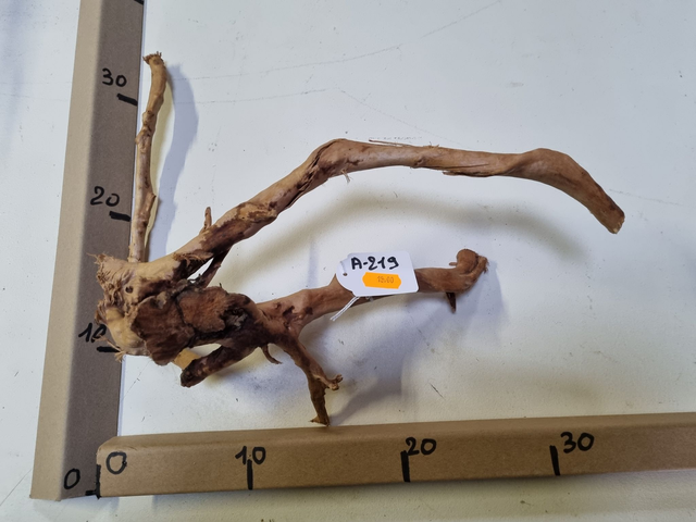 Racine araignée A-219