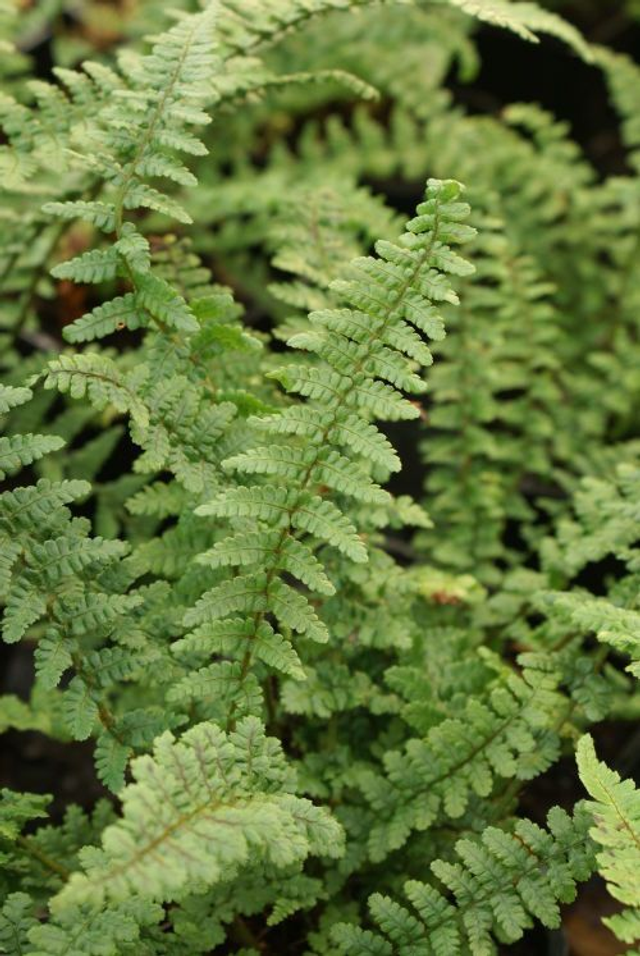 Dryopteris affinis 'Pinderi' 9cm