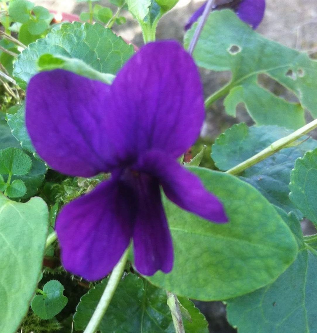 viola odorata - 9cm pot