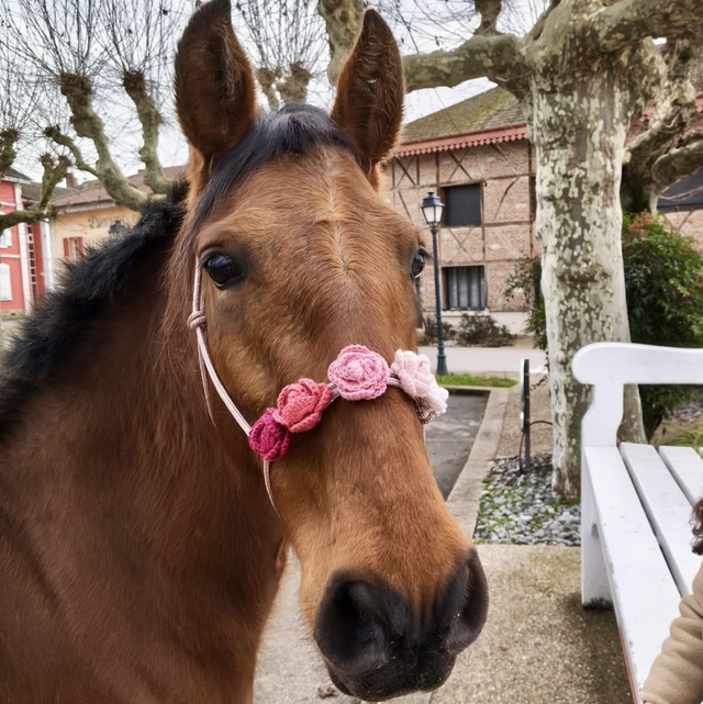 Licol Rosalia taille cheval - dégradé rose