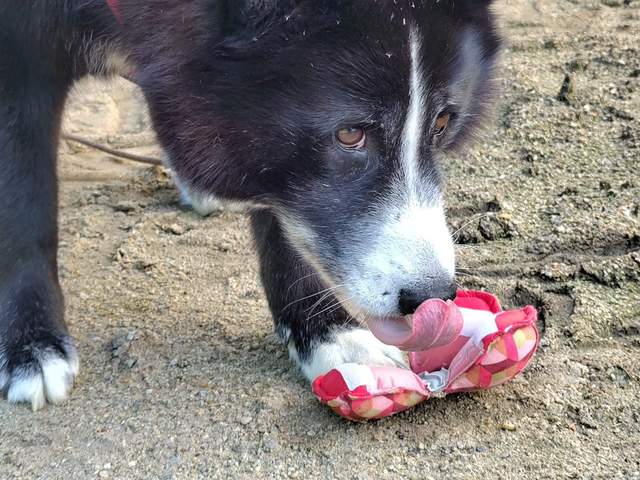 Balle avec tapis de léchage Originale