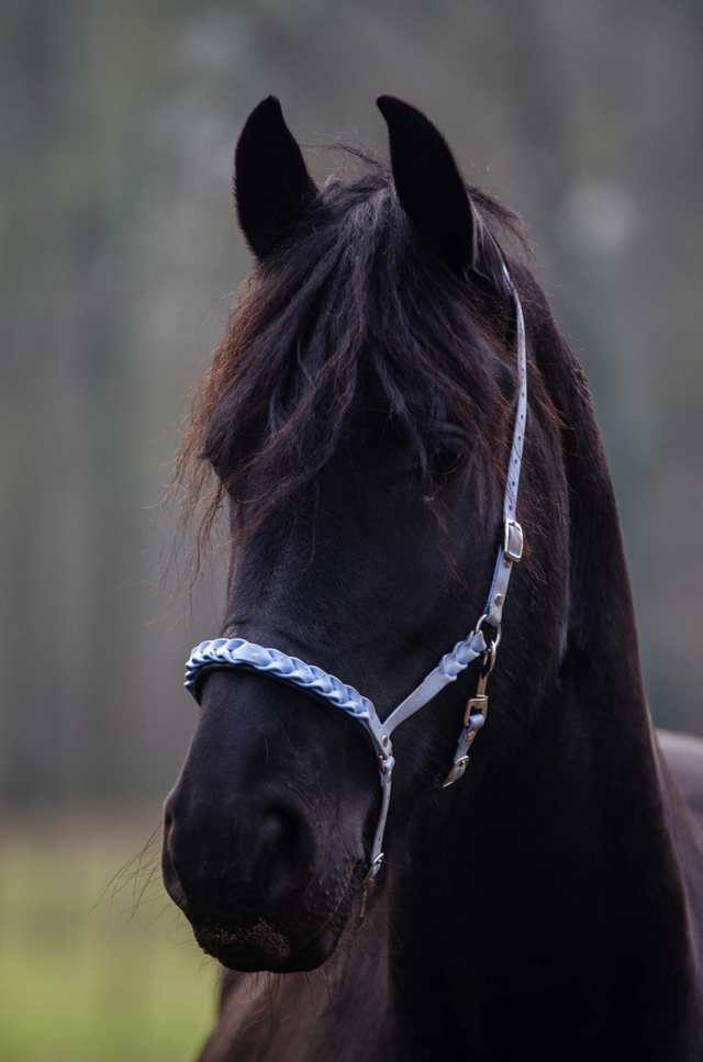 Halster Braided (volledig)