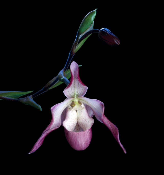 Being in Time Essence