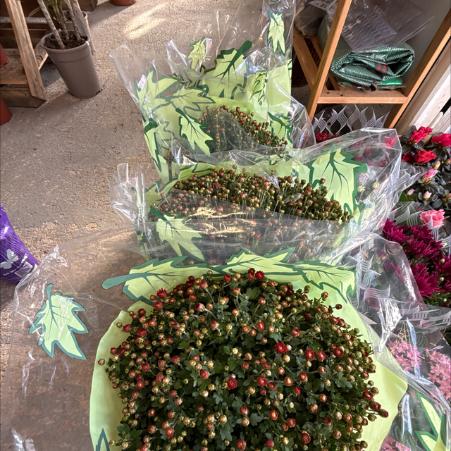 Chrysanthèmes Boule grande 