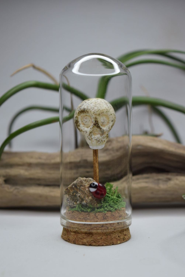 CRÂNE HUAMIN SOUS VERRE 