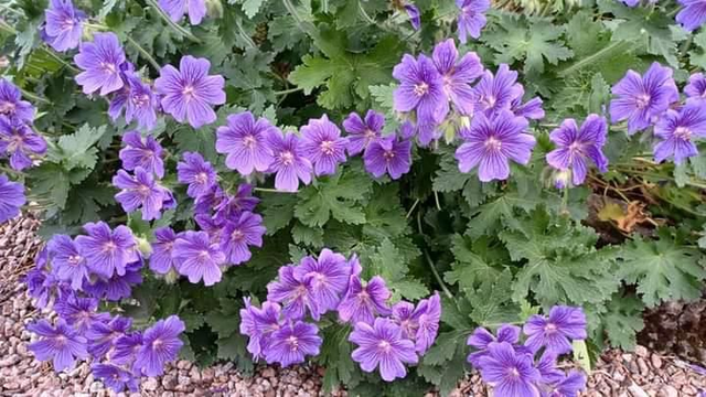 Geranium Johnstone Blue