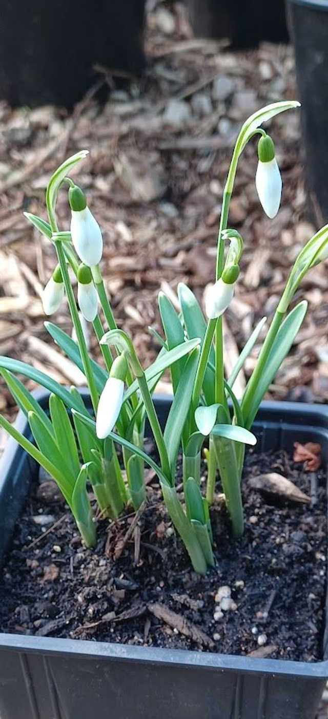 Snowdrops