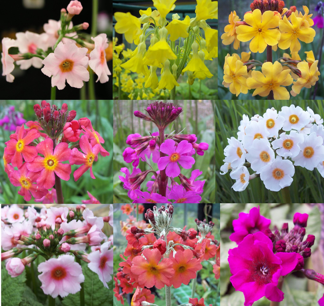 9 plant Primula bog garden collection