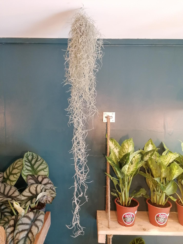 Air plant /tillandsia 