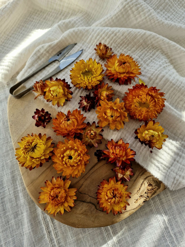 Vide atelier - Immortelles cuivrées