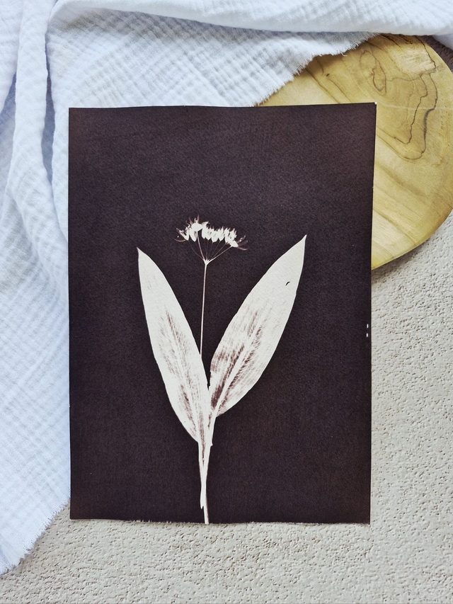 Cyanotype - Ail des ours #1