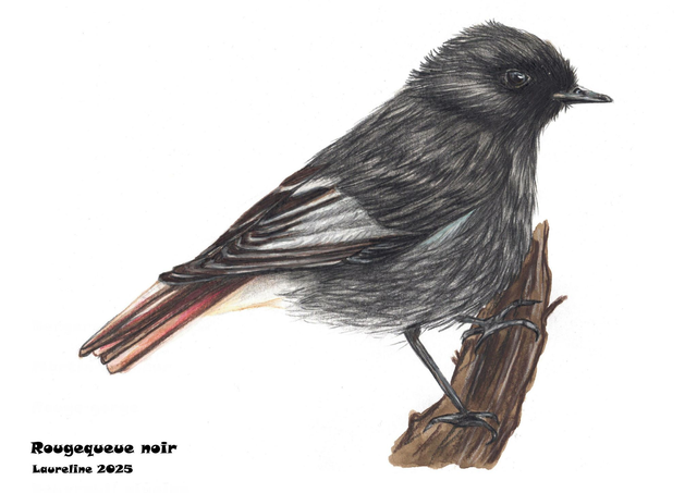 Carte postale Rougequeue noir