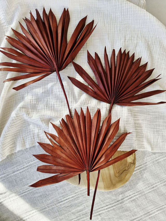 Vide atelier - Palmes séchées marron chaud