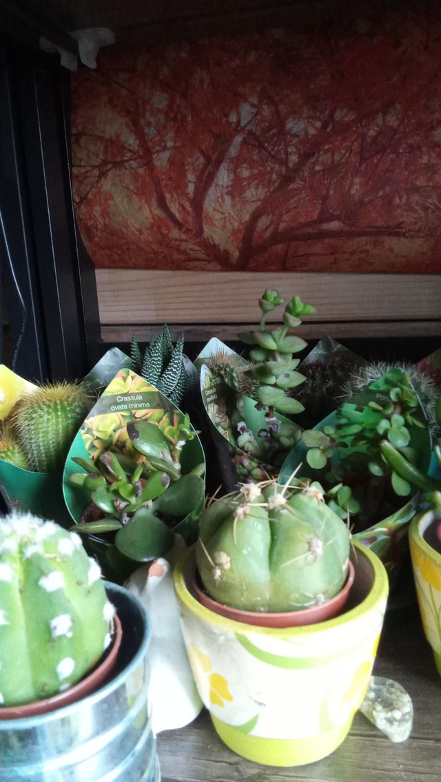 CACTUS SUCCULENTE POT 5,5 SANS CP