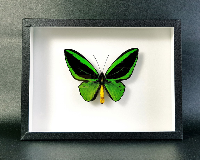 Ornithoptera priamus poseidon