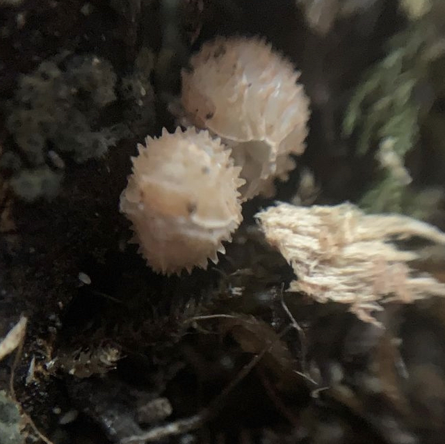 Cristarmadillidium muricatum (European spiny isopod) x10  £10 off 😳