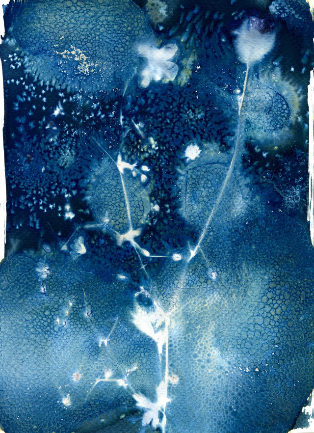 Cyanotype #3