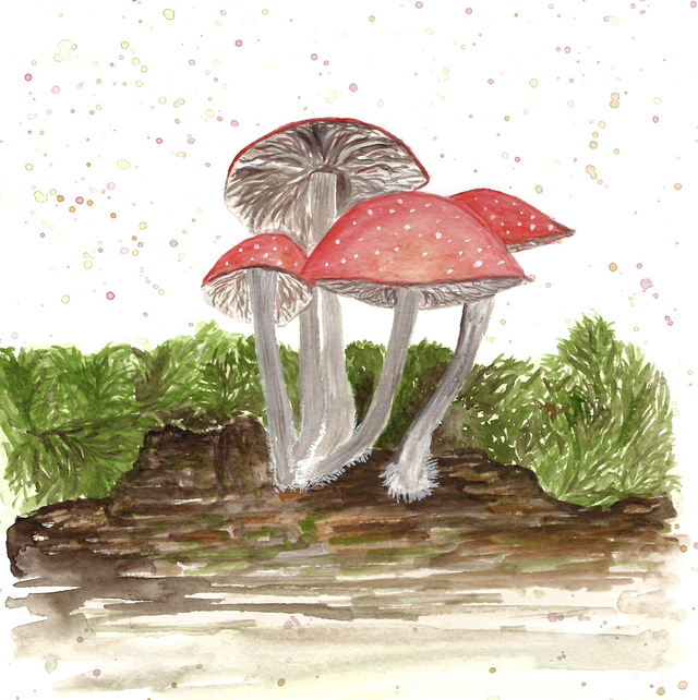 Mushrooms card