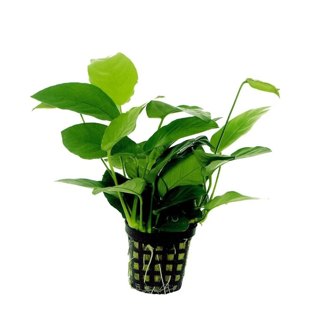 AP Anubias Nana 8715897272196