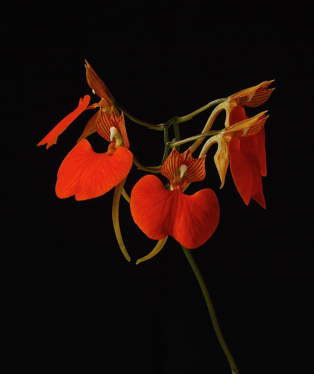 Serene Overview Essence