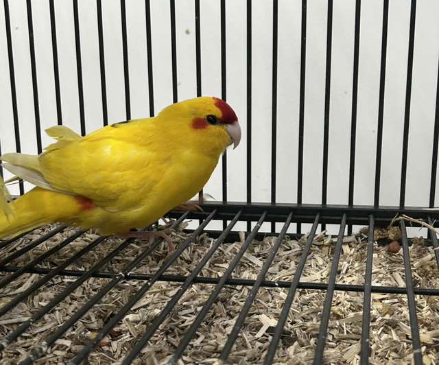 Buttercup Kakariki, Single