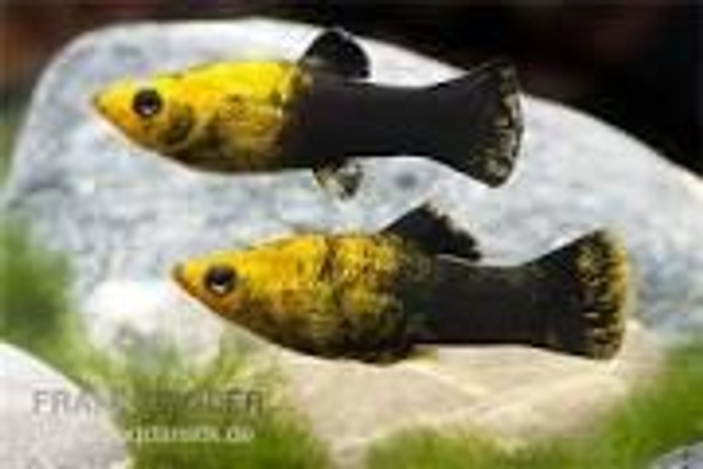 Gold  tuxedo Molly (Poecilia sphenops)