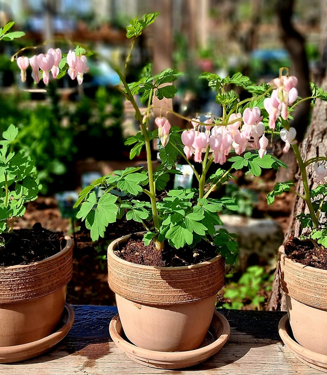 L05 . Dicentra spectabilis 'Cupid' in vaso "Palladio Vulcano graffiato"