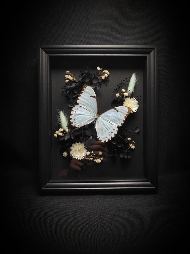 Cadre Papillon "Morpho Epistrophus Catenaria"