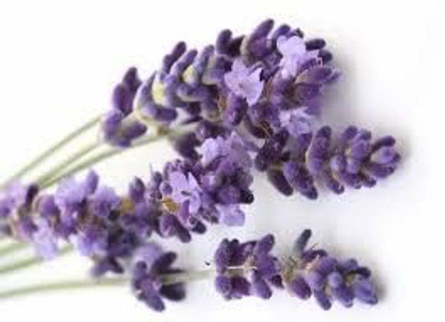 Lavanda, flor