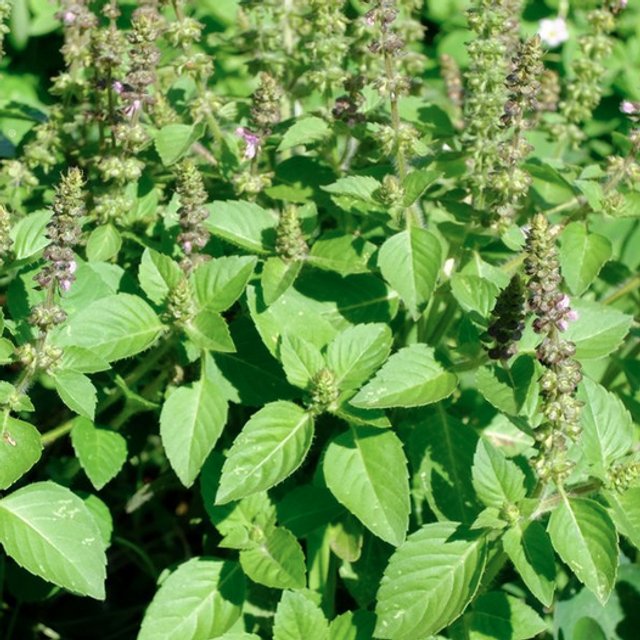 Basilic perpétuel du Kilimandjaro