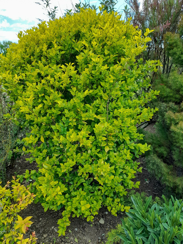 Ligustrum lucidum 'Excelsum Superbum' Variegated Chinese privet - 1lt pot