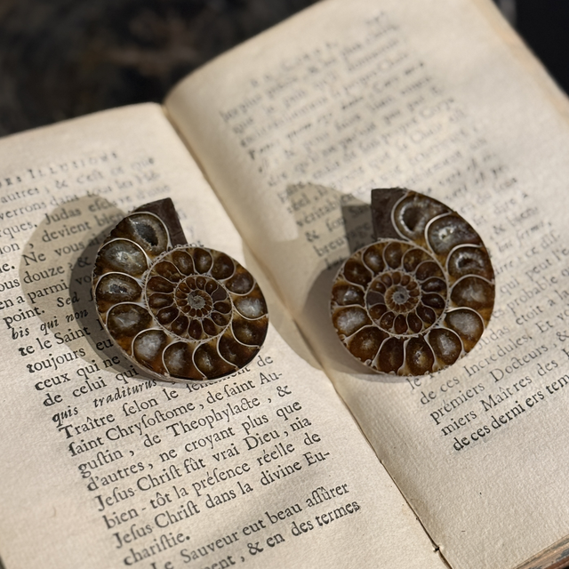 Paire de demi-ammonites polies 005