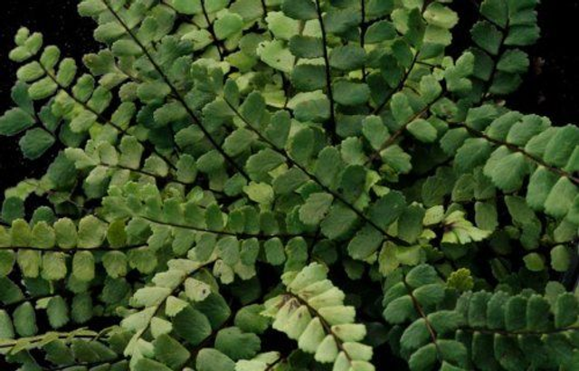 Asplenium trichomanes -Maidenhair Spleenwort plug plant