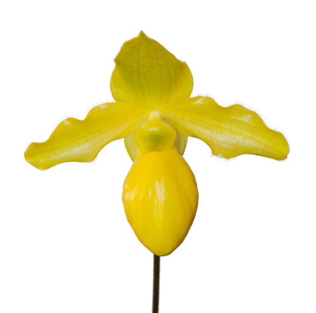 Settling with a Smile Essence