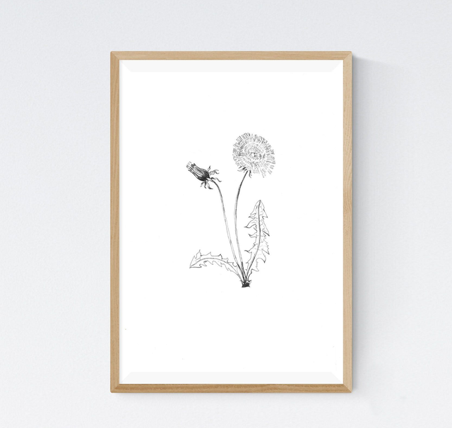 Pissenlit, Taraxacum officinale