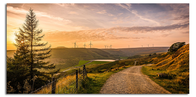 Pine Overlooking The Reservoir 