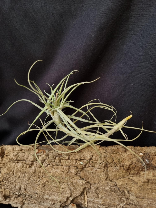Tillandsia caerulea forme 1