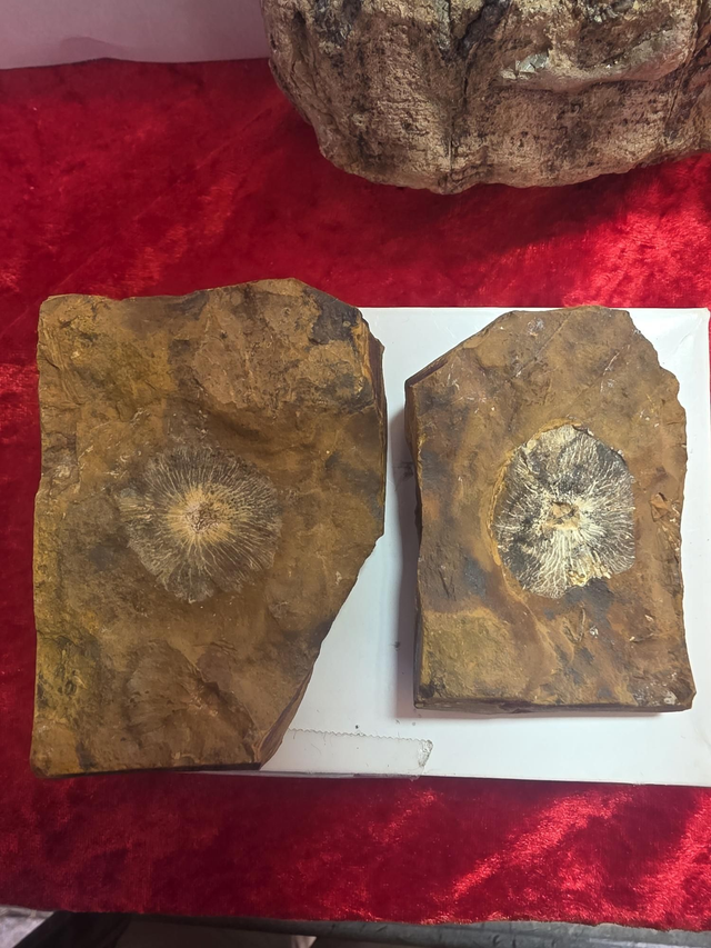 Juglandaceous fruit/nut