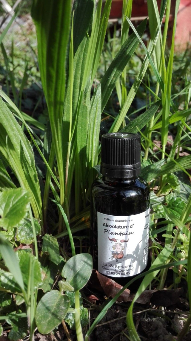 MACERAT ALCOOLIQUE de Plantain [BIEN−ETRE de la PEAU] 30ml