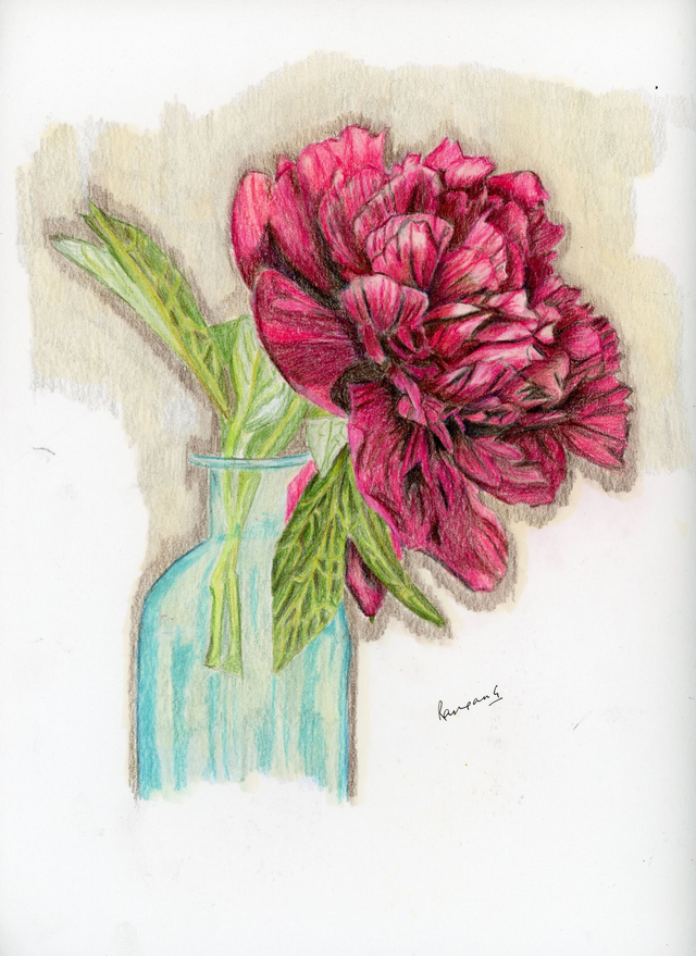 Peony - A4 print