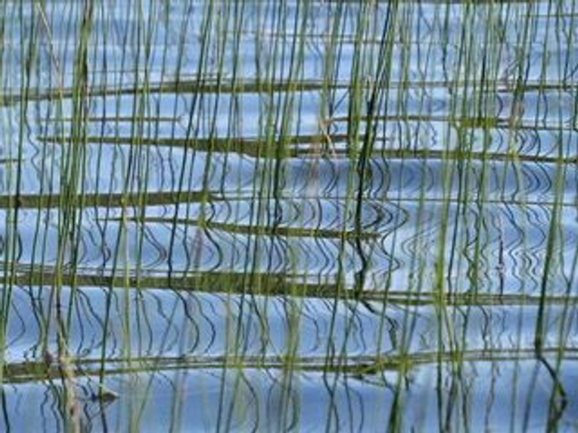 Equisetum fluviatile - Water Horsetail 1 litre 