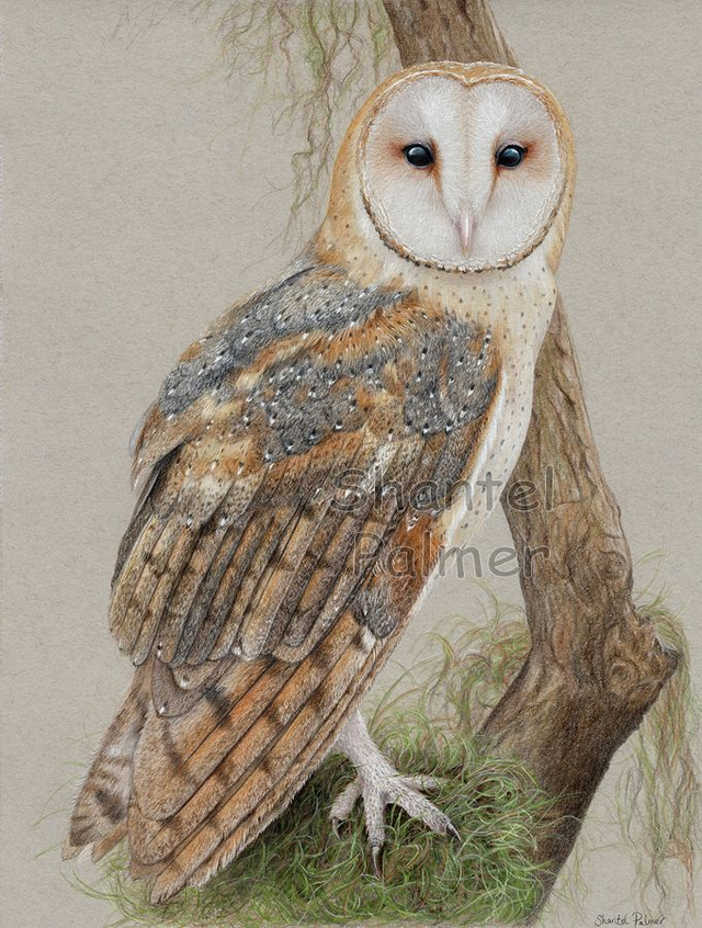 Barn Owl