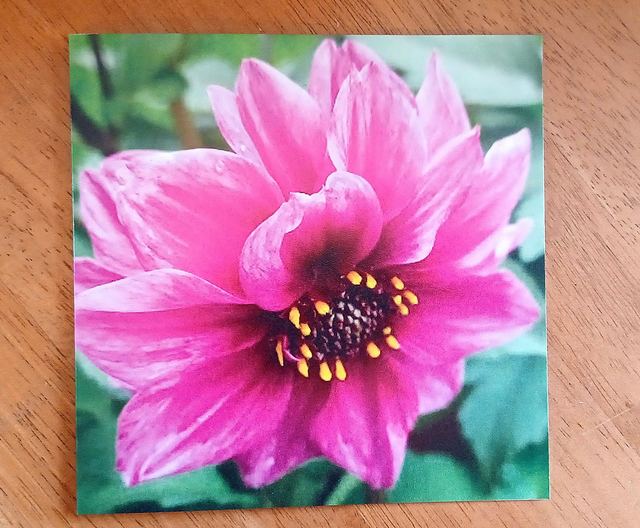 5 mixed flower or leaf greetings cards