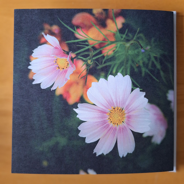 Flower and nature greeting card (with envelope) - Mexican aster.