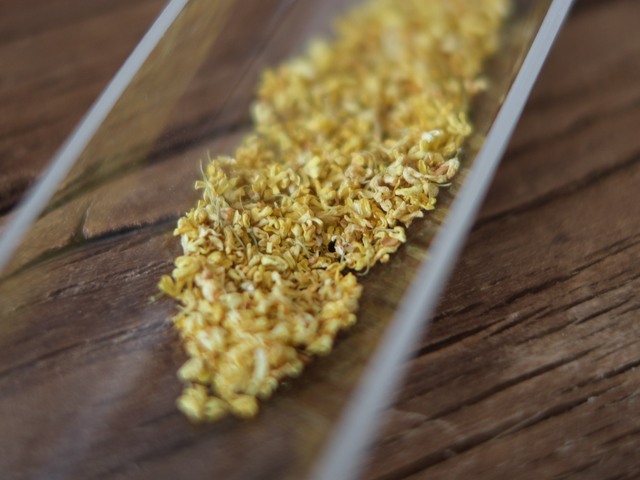 满觉陇老树金桂花FLEUR OSMANTHUS