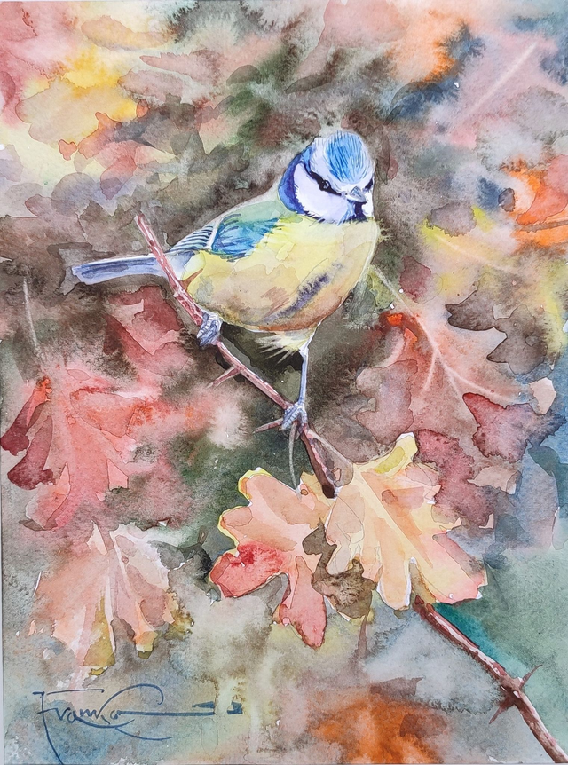 Modraszka, 35x28 (24x18 w świetle passe-partout) akwarela 2024